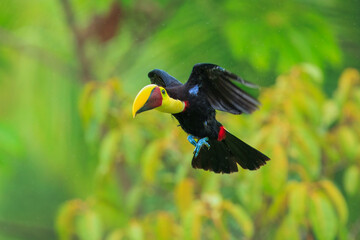 Flying the yellow-throated toucan (Ramphastos ambiguus) is a species of bird in the family Ramphastidae, the toucans, toucanets, and aracaris. In flight. 4k resolution