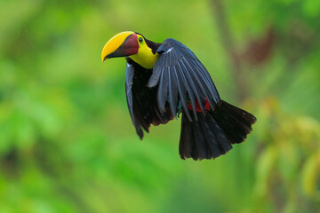 Flying the yellow-throated toucan (Ramphastos ambiguus) is a species of bird in the family Ramphastidae, the toucans, toucanets, and aracaris. In flight. 4k resolution