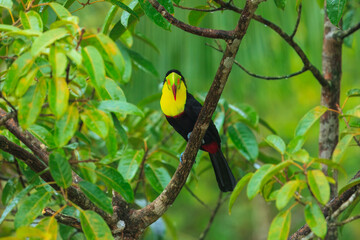 Wildlife from Costa Rica, tropical bird. Toucan sitting on the branch in the forest, green vegetation. Nature travel holiday in central America. Keel-billed Toucan, Ramphastos sulfuratus.