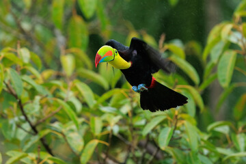 Wildlife from Costa Rica, tropical bird. Toucan sitting on the branch in the forest, green vegetation. Nature travel holiday in central America. Flying Keel-billed Toucan, Ramphastos sulfuratus.