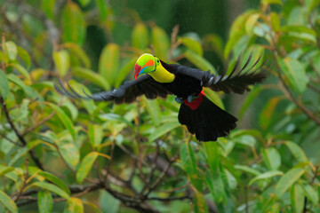 Wildlife from Costa Rica, tropical bird. Toucan sitting on the branch in the forest, green vegetation. Nature travel holiday in central America. Flying Keel-billed Toucan, Ramphastos sulfuratus.