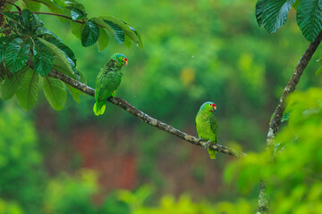 The red-lored amazon or red-lored parrot (Amazona autumnalis), in Costa rica forest