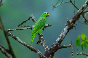 The red-lored amazon or red-lored parrot (Amazona autumnalis), in Costa rica forest