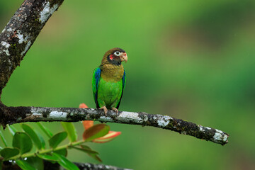 Brown-hooded parrot, The brown-hooded parrot (Pyrilia haematotis) is a small parrot which is a resident breeding species from southeastern Mexico to north-western Colombia. 