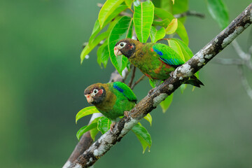 Brown-hooded parrot, The brown-hooded parrot (Pyrilia haematotis) is a small parrot which is a resident breeding species from southeastern Mexico to north-western Colombia. 