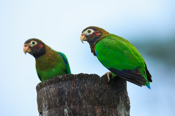 Brown-hooded parrot, The brown-hooded parrot (Pyrilia haematotis) is a small parrot which is a resident breeding species from southeastern Mexico to north-western Colombia. 