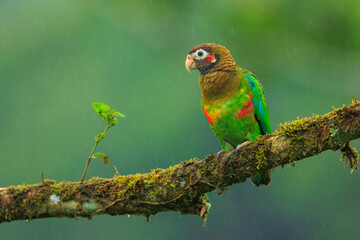 Brown-hooded parrot, The brown-hooded parrot (Pyrilia haematotis) is a small parrot which is a resident breeding species from southeastern Mexico to north-western Colombia. 