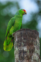 The red-lored amazon or red-lored parrot (Amazona autumnalis), in Costa rica forest