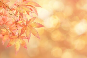 Fototapeta premium Maple leaves leaf background autumn.