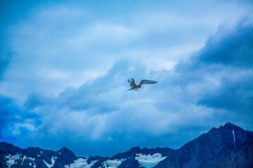 Chile's Torres del Paine National Orchard - Nature and Wildlife
