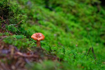 Brown mushroom growing in lush wet forest