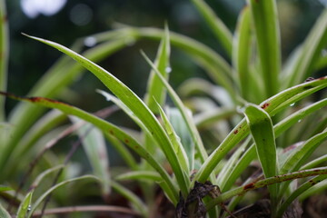 Obraz premium grass with dew drops