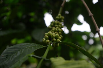 close up of a flower