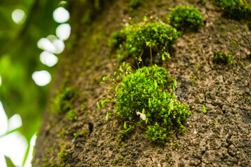 green moss on the ground