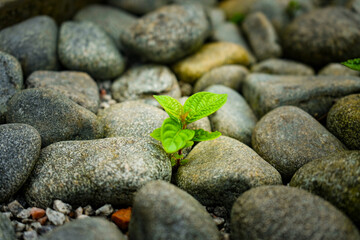 sprout on the stone