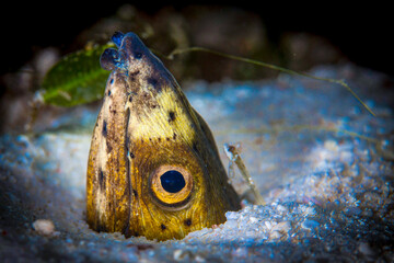 Dumaguete, Philippines - Diving and Undersea Life