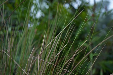 Fototapeta premium grass and water