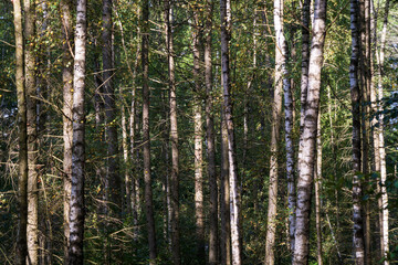 Birch Forest at Saxon Switzerland National Park, or Nationalpark S&auml;chsische Schweiz