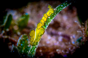 Dumaguete, Philippines - Diving and Undersea Life