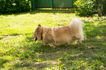 Light or red, golden long-haired low dog with fluffy tail walks on green grass.  A beautiful,...