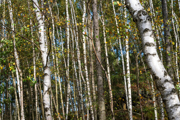 Fototapeta premium Birch Forest at Saxon Switzerland National Park, or Nationalpark Sächsische Schweiz