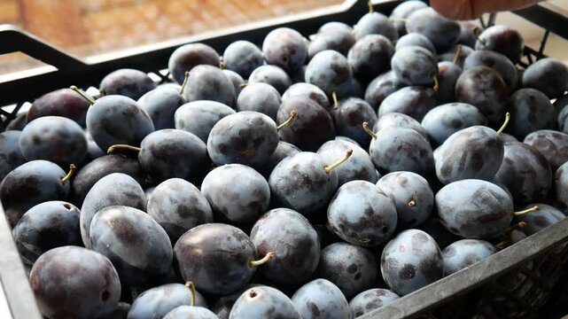 Close-up of many ripe plums in a plastic basket