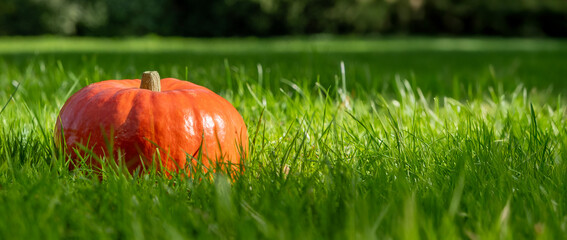 Tiny and fresh Halloween pumpkin on grassy field. Freshness and Halloween concepts. Large copyspace. 