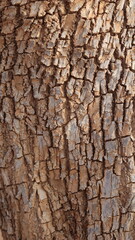 Obraz premium Argan Tree in Moroccan Landscape with Rough Bark and Arid Environment, Essential for Argan Oil Production, Argan Skincare, Argan Hair Oil, Argan Cosmetics, and Organic Argan Benefits 