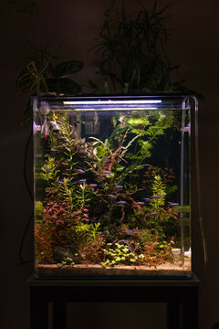 Aquascape - aquarium