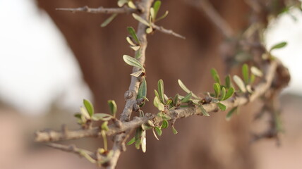 Argan Tree in Moroccan Landscape with Rough Bark and Arid Environment, Essential for Argan Oil Production, Argan Skincare, Argan Hair Oil, Argan Cosmetics, and Organic Argan Benefits
