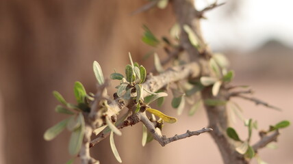Argan Tree in Moroccan Landscape with Rough Bark and Arid Environment, Essential for Argan Oil Production, Argan Skincare, Argan Hair Oil, Argan Cosmetics, and Organic Argan Benefits
