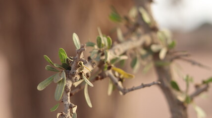 Argan Tree in Moroccan Landscape with Rough Bark and Arid Environment, Essential for Argan Oil Production, Argan Skincare, Argan Hair Oil, Argan Cosmetics, and Organic Argan Benefits
