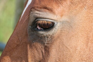 Oeil cheval