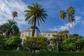 palm trees on the beach country