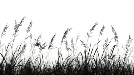 Silhouetted grass against a white isolated background.