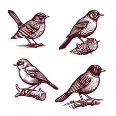 American Robin Bird Silhouettes
American robin vector silhouette illustration, wild bird animal element on white background
vector art black silhouette American robin bird illustration