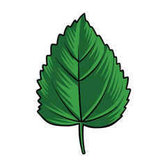 Leaf Nature Life Illustration Design Hand Drawing Vector Art Decoration