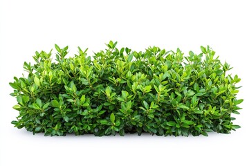 Naklejka premium Tropical plant fence bush green shrub tree isolated on white background with clipping path