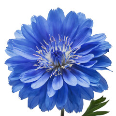 Obraz premium Delicate Blue Flower with Soft, Vibrant Petals and a Detailed Center, Isolated Against a Blank Background, Highlighting Its Unique Color and Natural Elegance