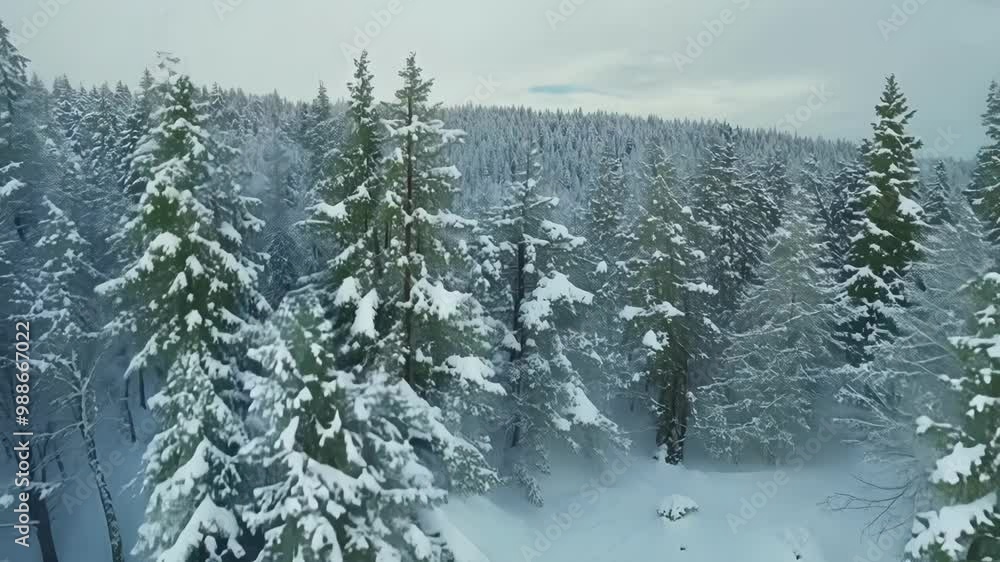 Poster aerial view of a snowmobile driving through a snowy forest in winter. the snowmobile is leaving a tr