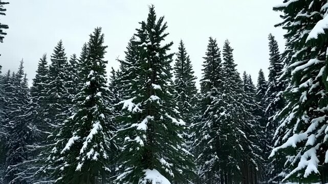 Tall evergreen trees covered in fresh snow create a serene and captivating winter scene, showcasing the beauty and tranquility of nature during the colder months