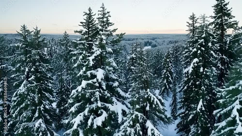 Poster aerial view of a dense forest covered in snow, with tall evergreen trees creating a serene and capti