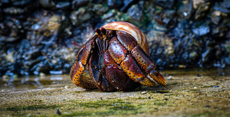 Hermit Land Crab in Shell