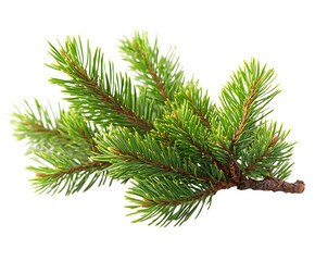 Obraz premium a pine tree branch with needles