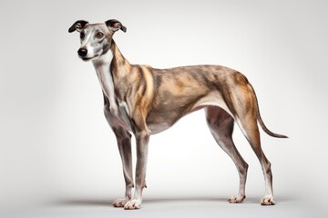 Obraz premium Hound greyhound mammal animal.