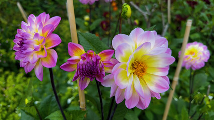 Pink Purple and Yellow Flowers