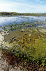 Marais salants, Salicorne, Limu Ruppie, Marais Salants de Guérande, région Pays de la Loire,...