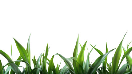 Green grass with fresh blades on a white isolated background. transparent background
