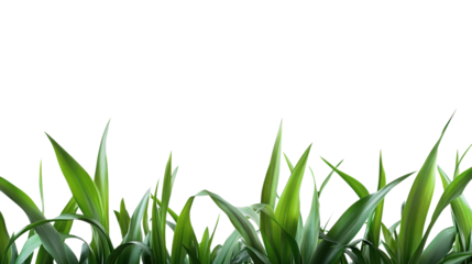 Green grass with fresh blades on a white isolated background. transparent background