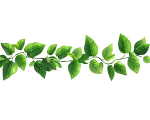 Fototapeta premium Green leaf branch against white isolate background. transparent background